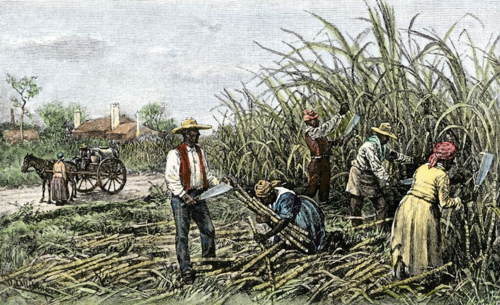Illustration of enslaved laborers working under a plantation system