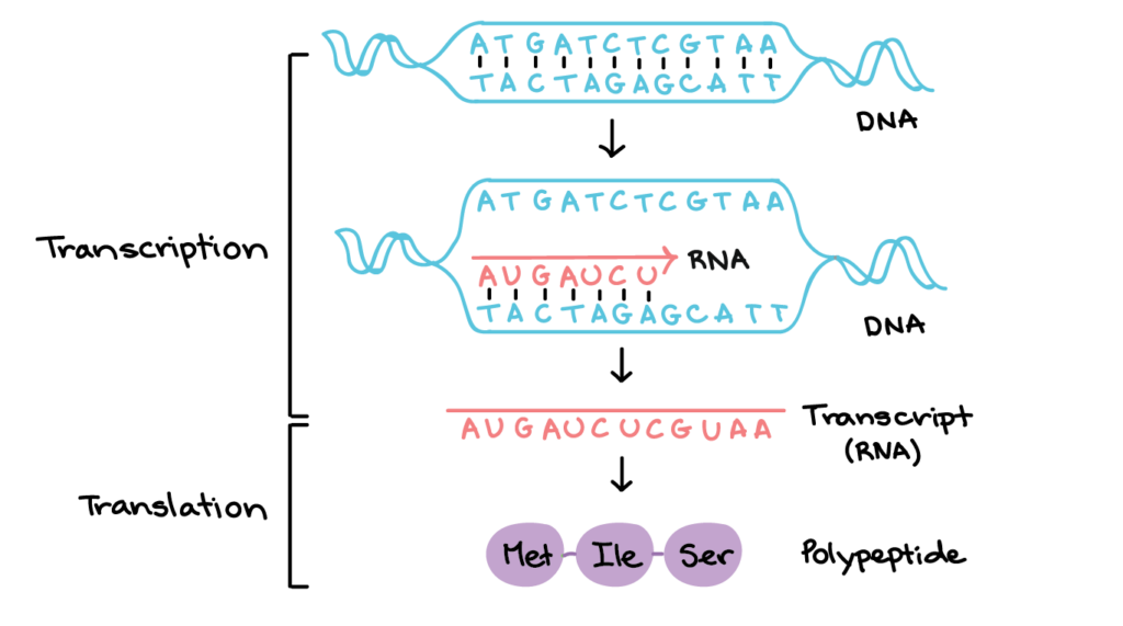 Diagram showing DNA information copied into RNA and used to build protein