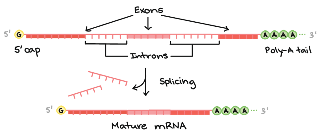 Diagram showing introns removed and exons joined during RNA splicing