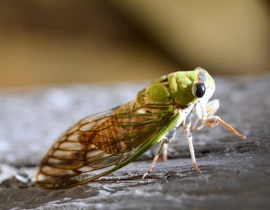 Close-up of an adult cicada resting on a wooden surface