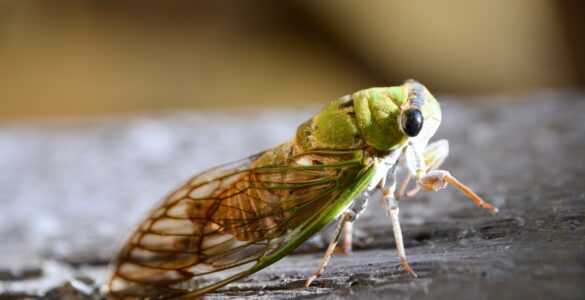 Close-up of an adult cicada resting on a wooden surface