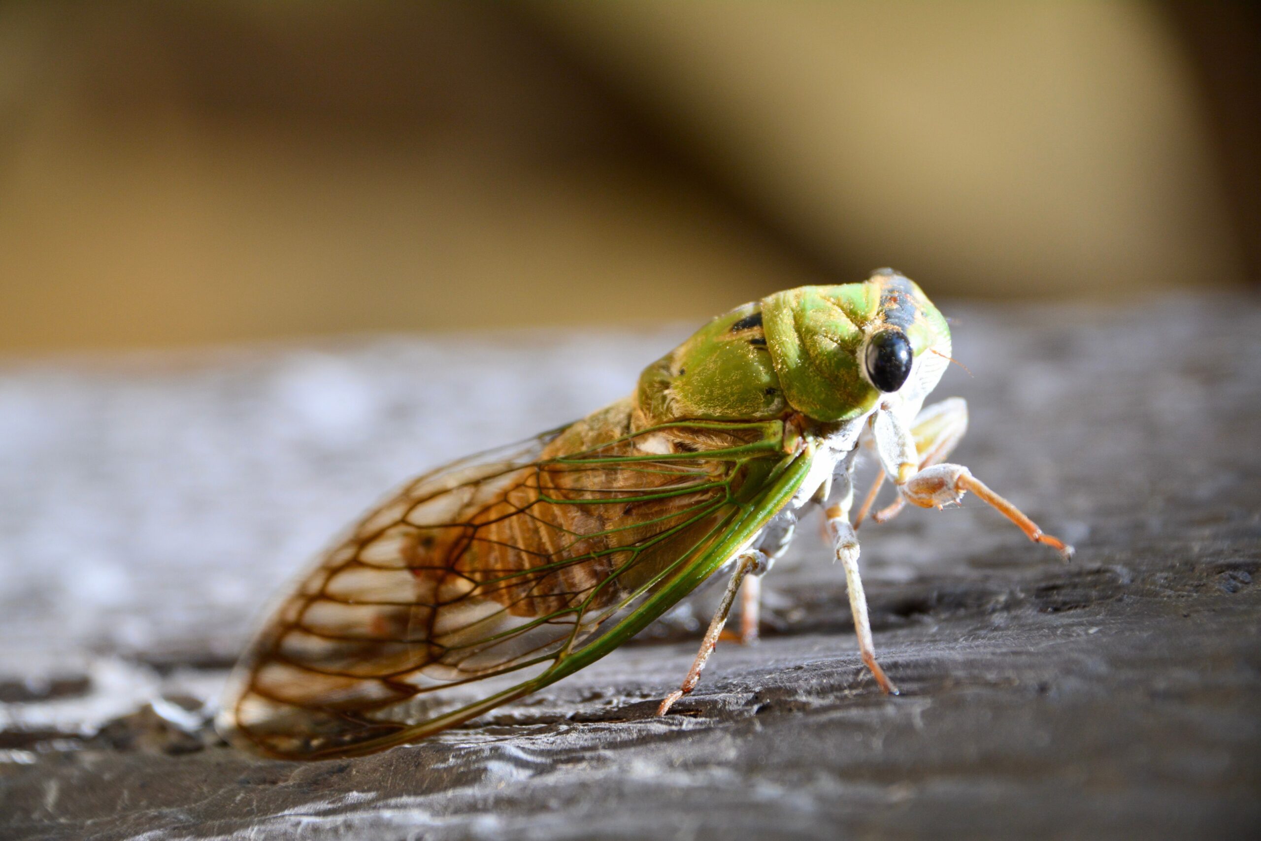 An adult cicada resting after the life stage that follows its final molt