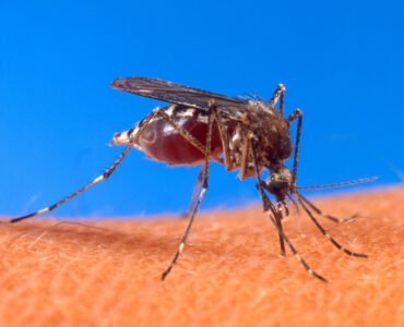 Close-up of an Aedes mosquito biting human skin