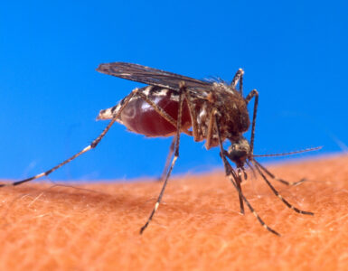 Close-up of an Aedes mosquito biting human skin