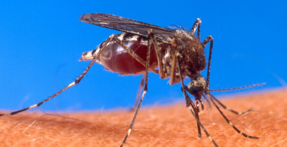 Close-up of an Aedes mosquito biting human skin