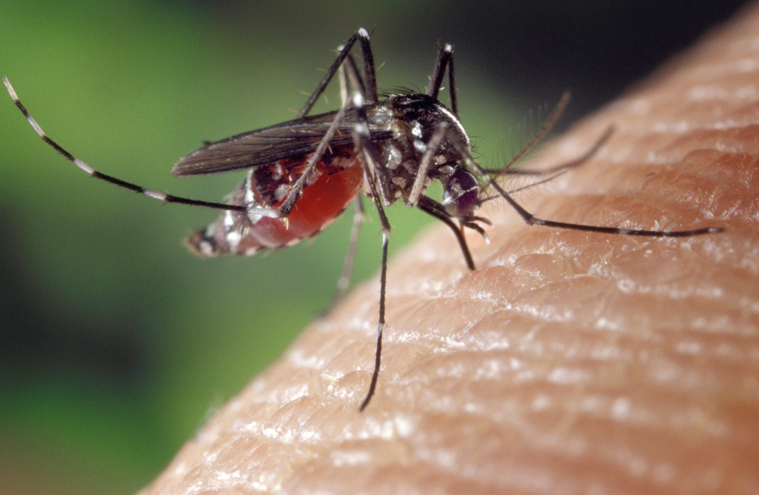 Aedes albopictus mosquito feeding on human skin
