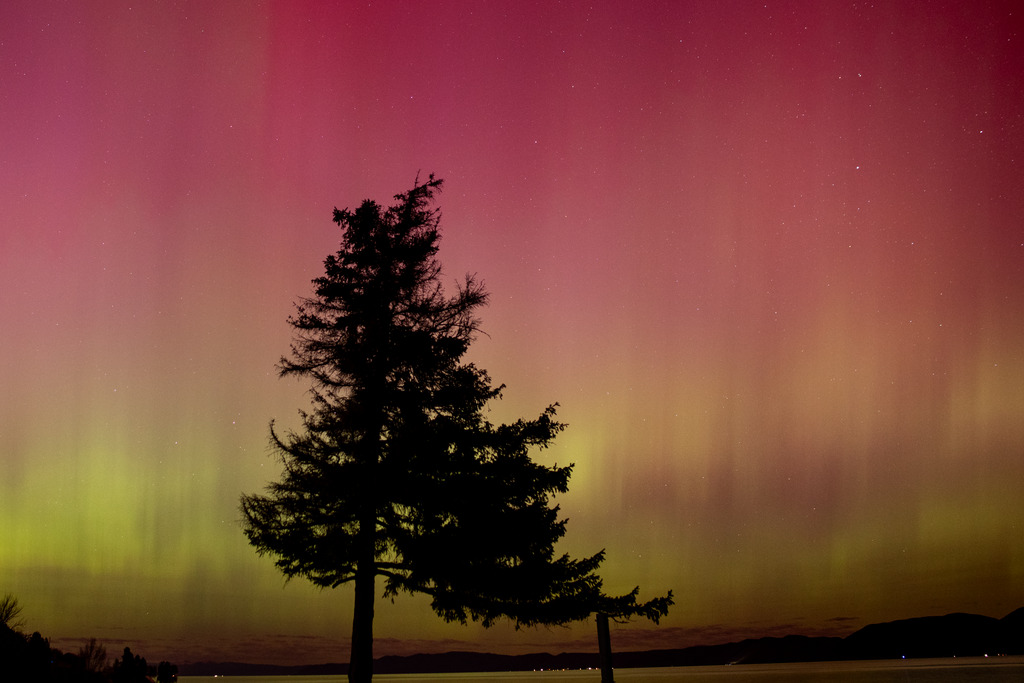 Green and red aurora curtains behind a dark tree silhouette over a lake