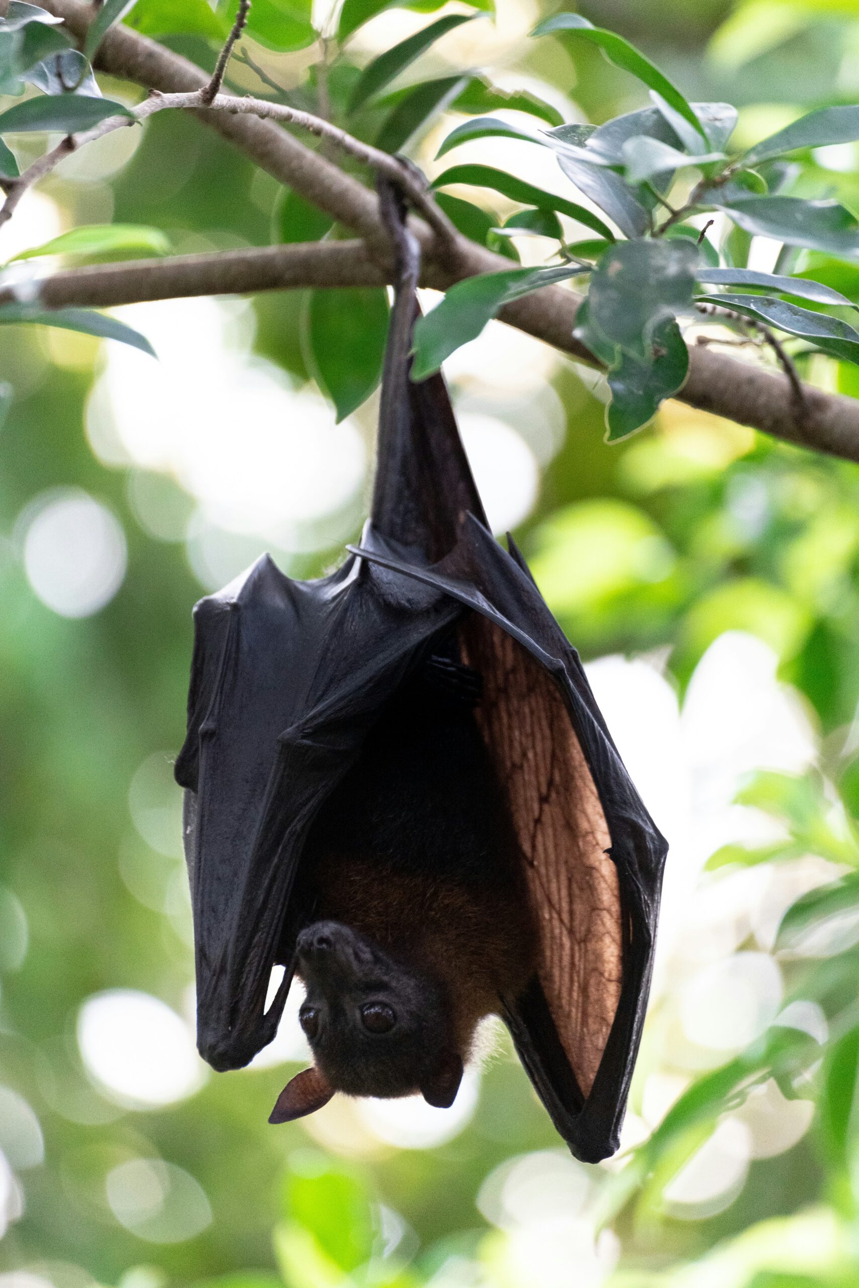 A bat hangs upside down from a leafy tree branch
