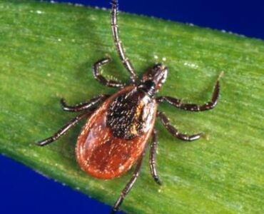 A blacklegged tick on a blade of grass.