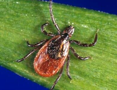 A blacklegged tick on a blade of grass.