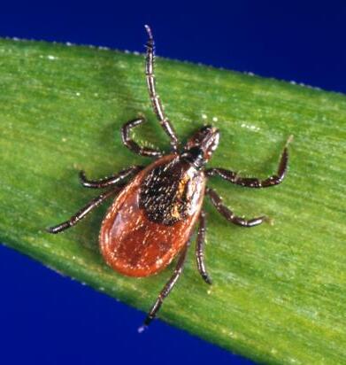 A tick waits on a blade of grass, where passing animals or people may brush against it.