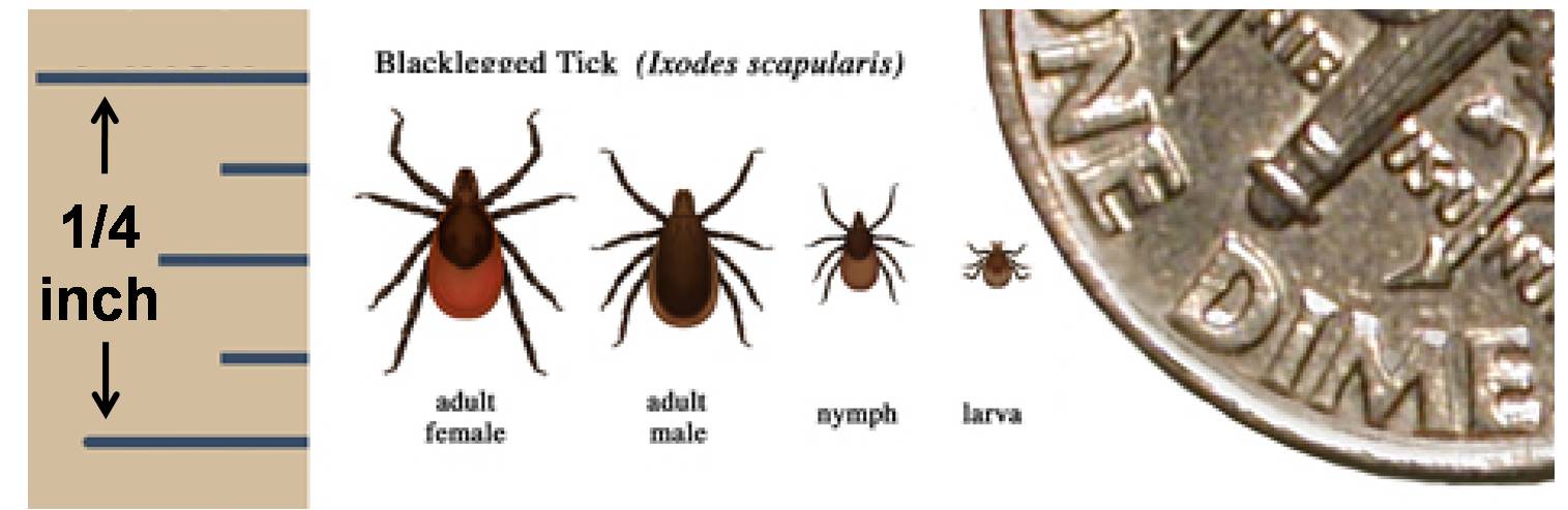 Different life stages of a blacklegged tick shown side by side.