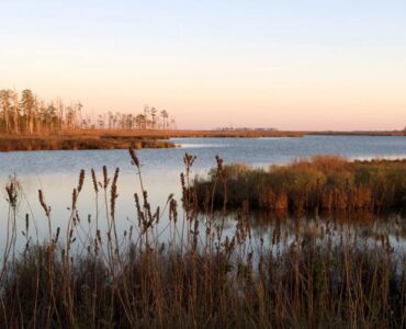 Salt marsh and open water at Blackwater National Wildlife Refuge in Maryland