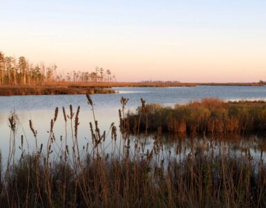 Salt marsh and open water at Blackwater National Wildlife Refuge in Maryland