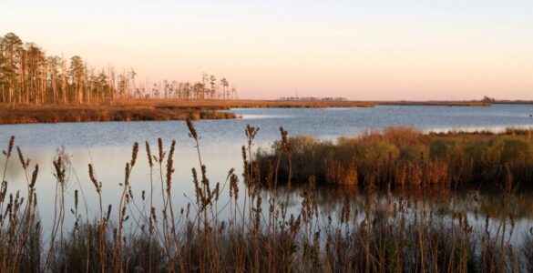 Salt marsh and open water at Blackwater National Wildlife Refuge in Maryland