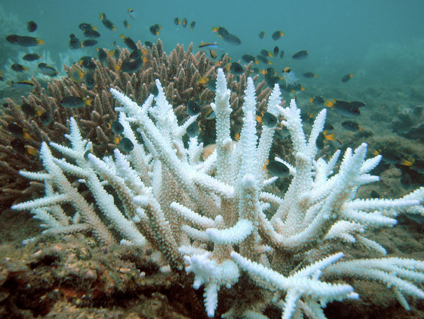 Bleached branching coral beside healthier coral on the Great Barrier Reef