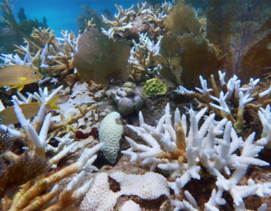 Bleached brain and staghorn corals at Sombrero Key Reef in the Florida Keys