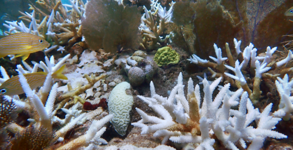 Bleached brain and staghorn corals at Sombrero Key Reef in the Florida Keys