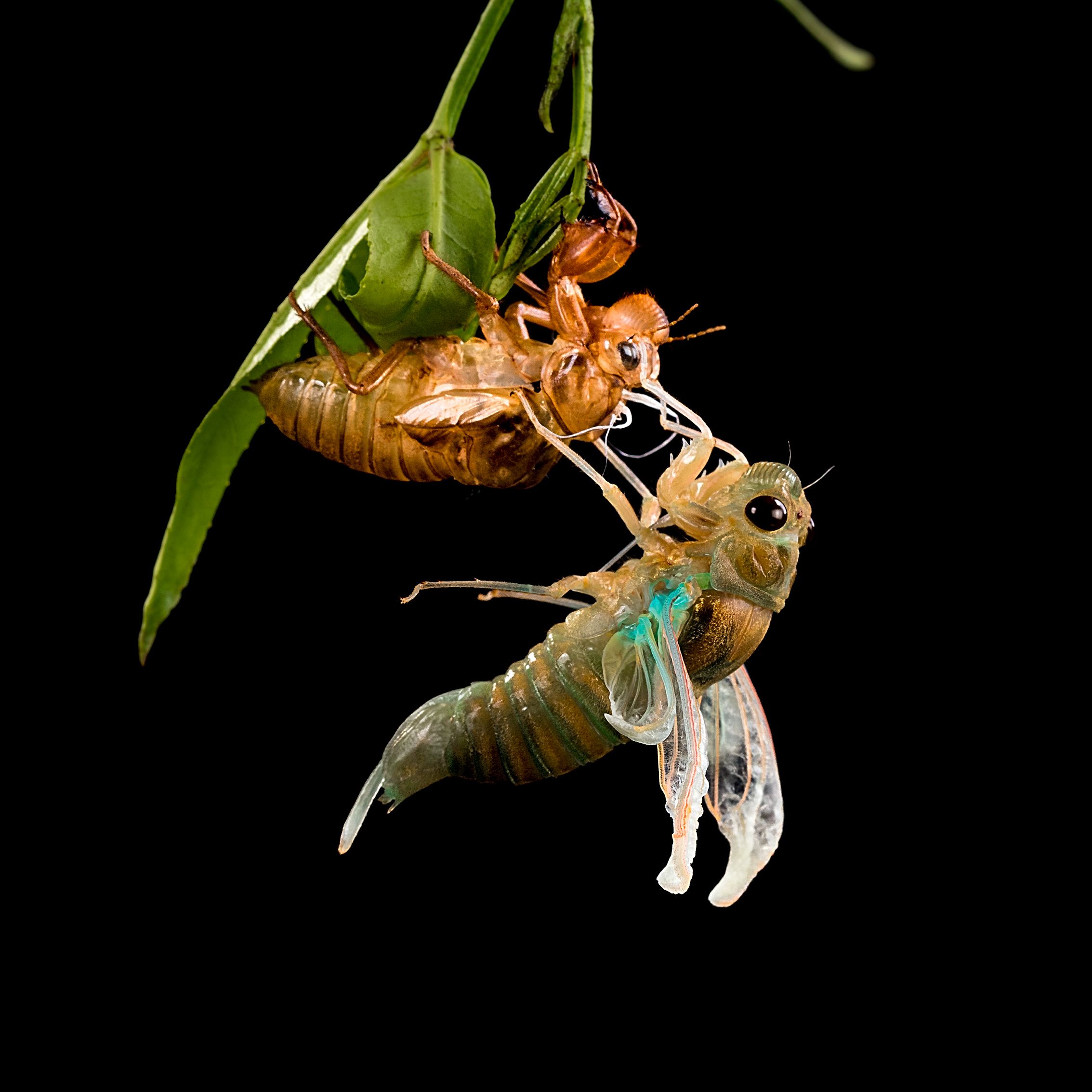 A cicada emerging from its old shell on a leafy stem