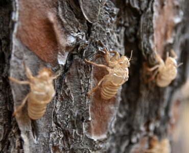 Several empty cicada shells attached to rough tree bark