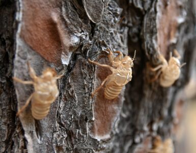 Several empty cicada shells attached to rough tree bark