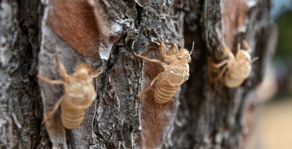 Several empty cicada shells attached to rough tree bark