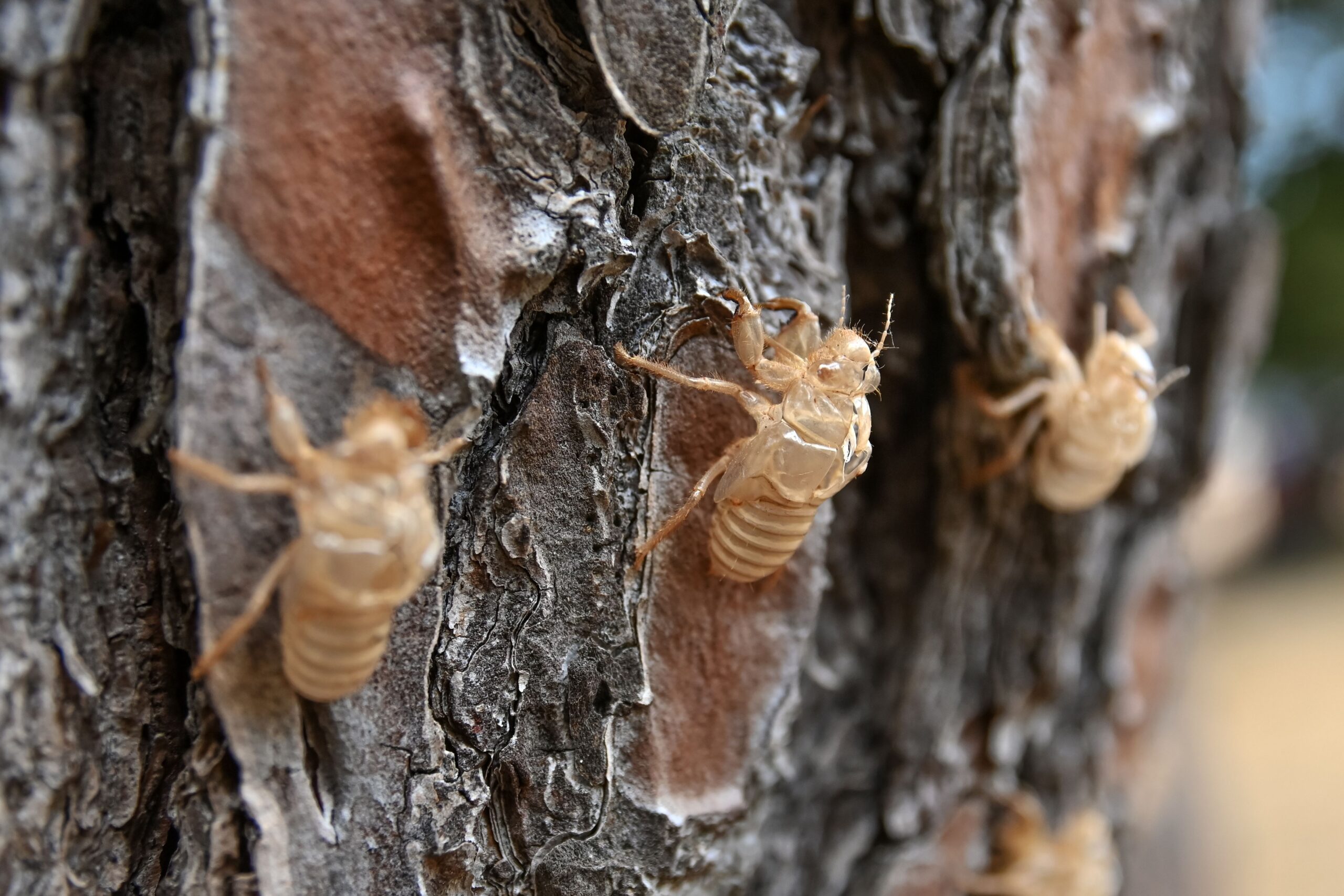 Several empty cicada shells attached to rough tree bark