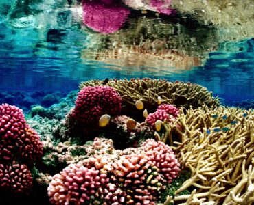 A colorful coral reef below clear ocean water at Palmyra Atoll