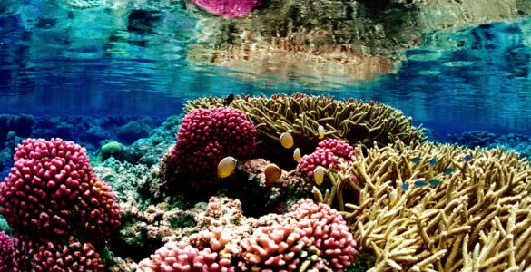 A colorful coral reef below clear ocean water at Palmyra Atoll