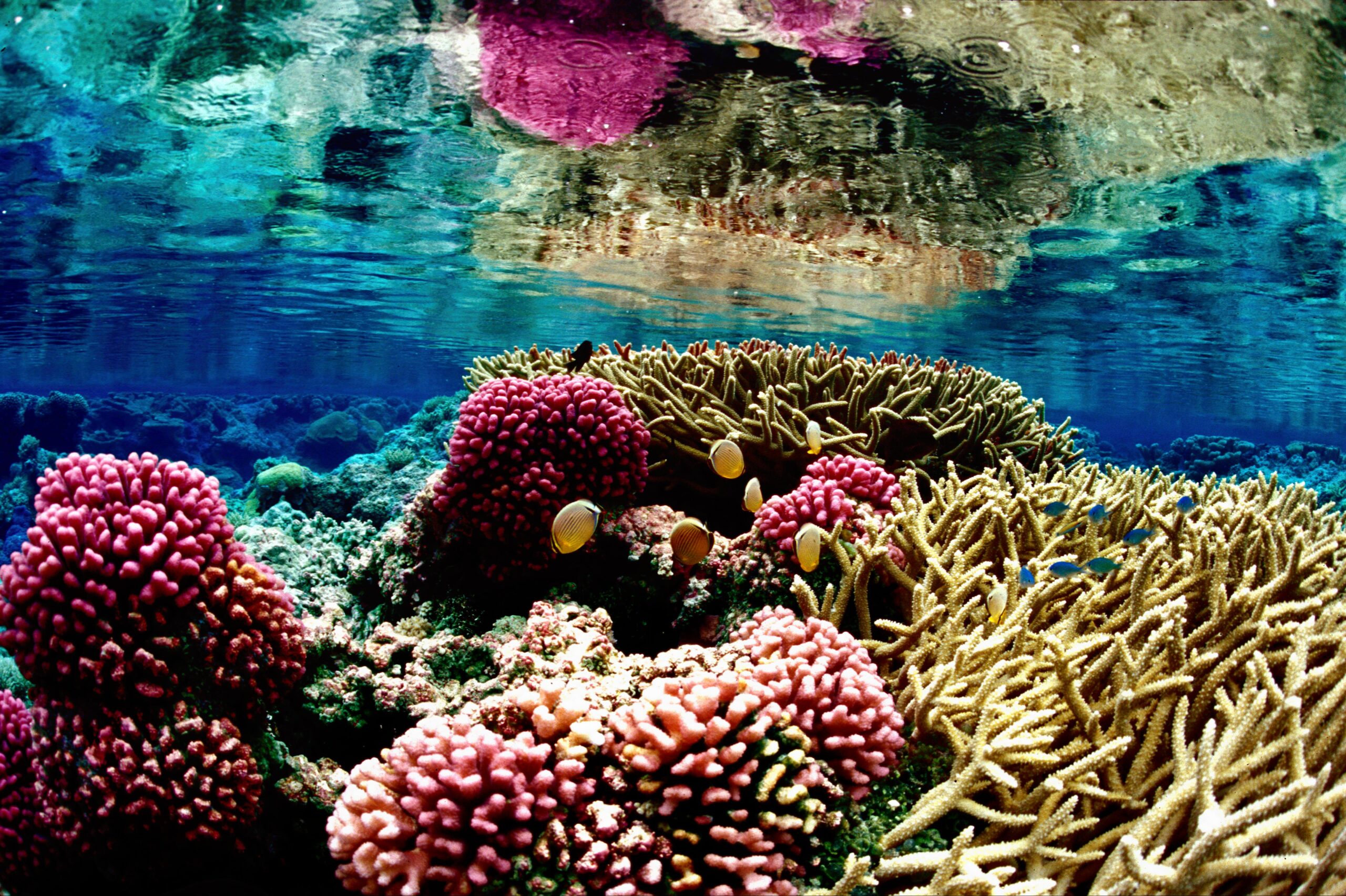A colorful coral reef below clear ocean water at Palmyra Atoll