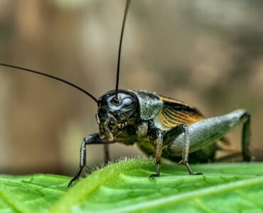 A close-up of a cricket resting on a green leaf.