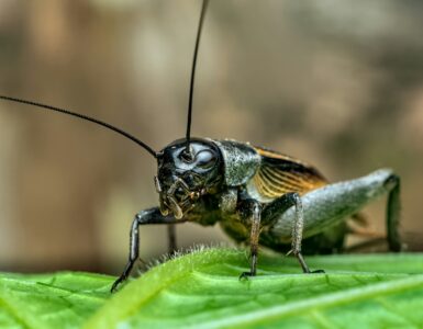 A close-up of a cricket resting on a green leaf.