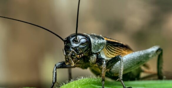 A close-up of a cricket resting on a green leaf.