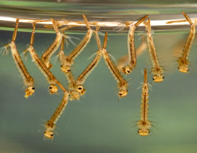 Close-up of Culex mosquito larvae in standing water