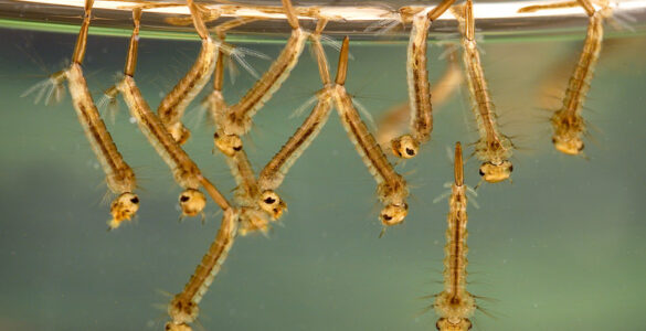 Close-up of Culex mosquito larvae in standing water