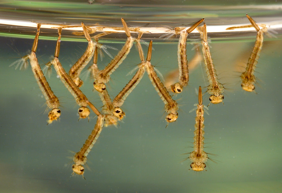 Close-up of Culex mosquito larvae in standing water