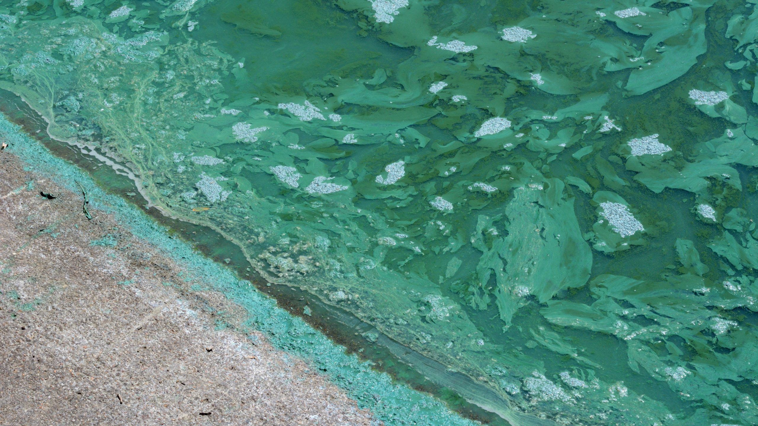 Green cyanobacteria streaks and scum floating near the edge of shallow water.