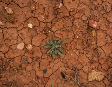 Small green plant growing from cracked dry earth during drought