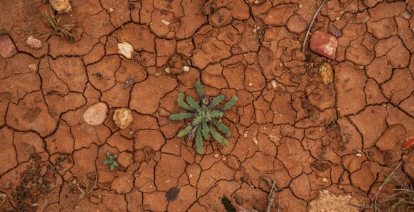 Small green plant growing from cracked dry earth during drought
