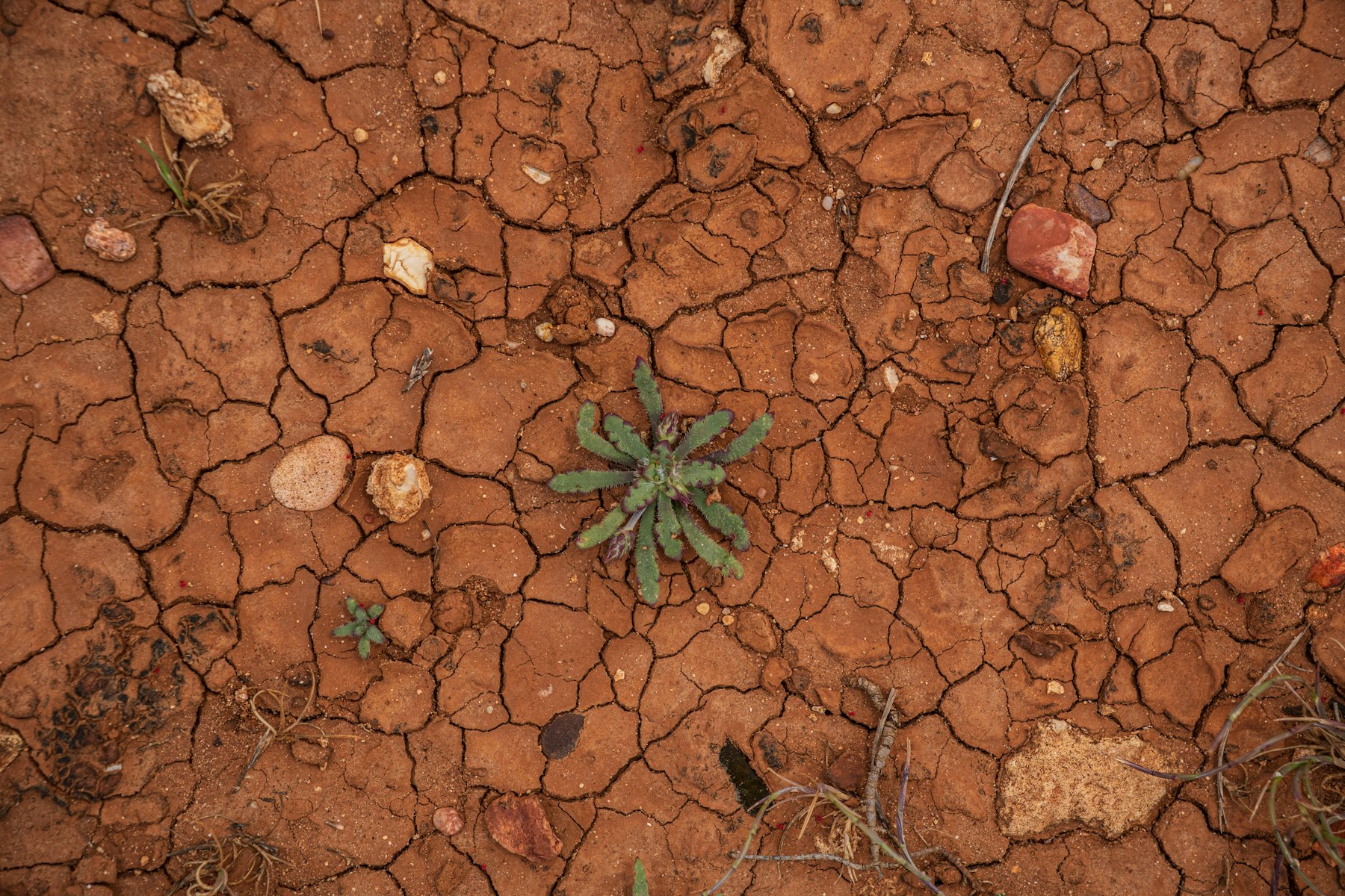 Small green plant growing from cracked dry earth during drought