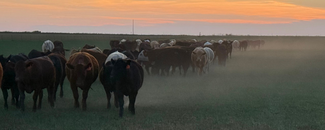Cattle moving across a dry pasture with dust rising in drought conditions.