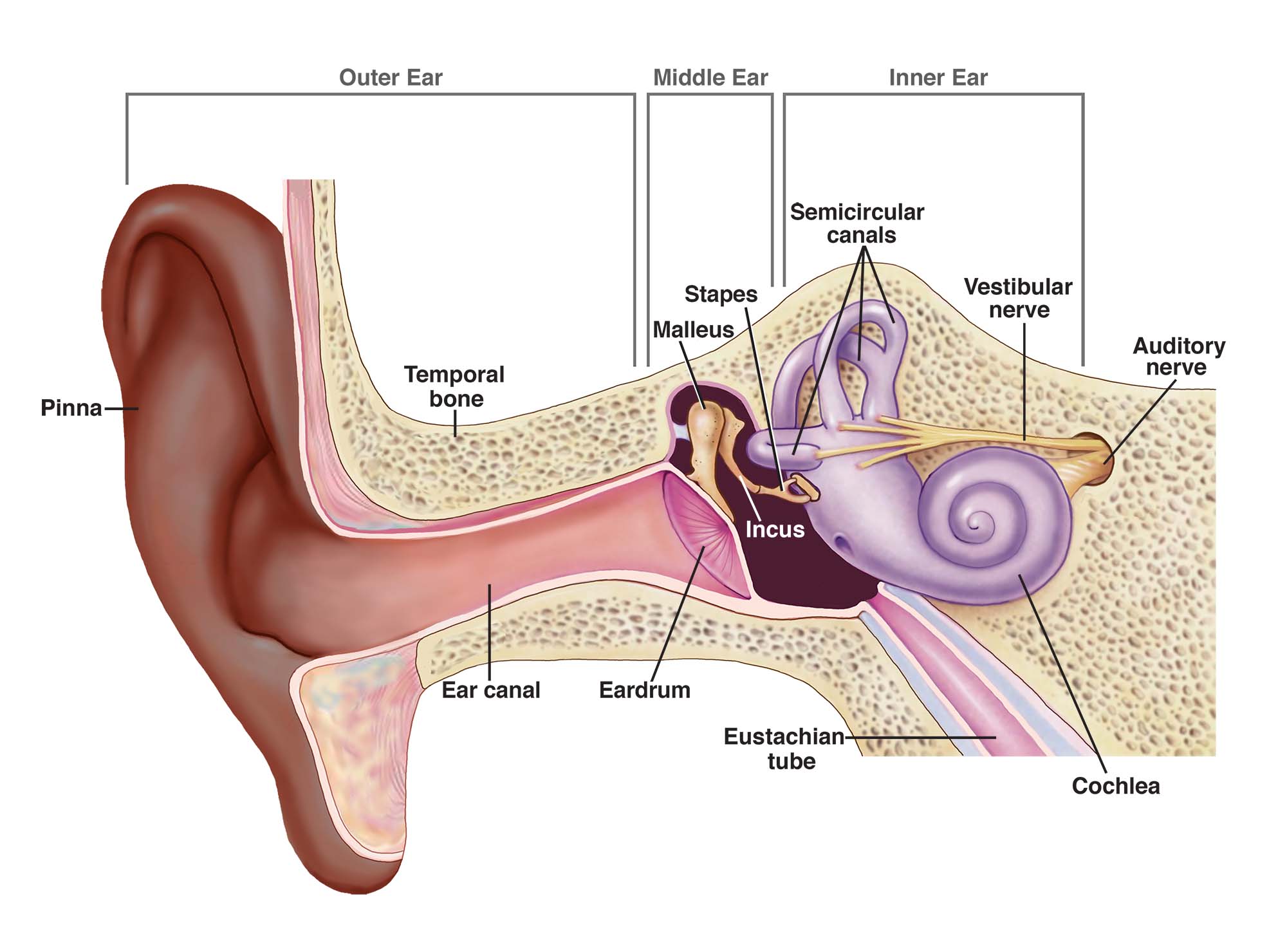 Diagram of the outer, middle, and inner ear showing how sound reaches the cochlea