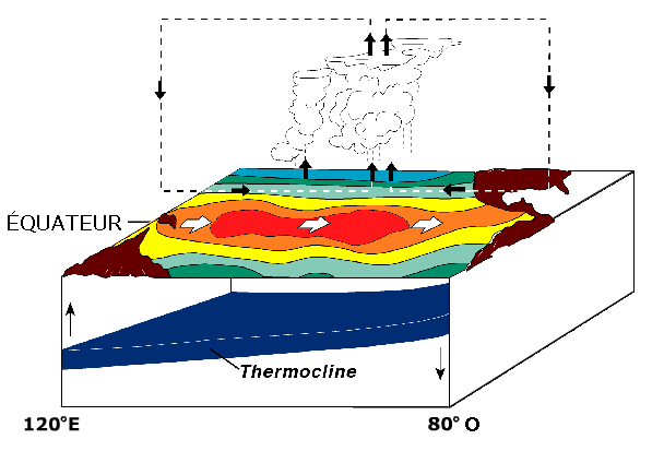 Diagram showing weakened trade winds and changed ocean circulation during El Niño.