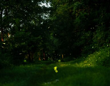 Fireflies glowing above grass and trees at dusk