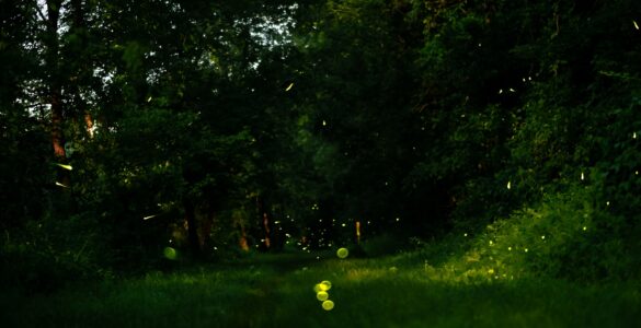 Fireflies glowing above grass and trees at dusk