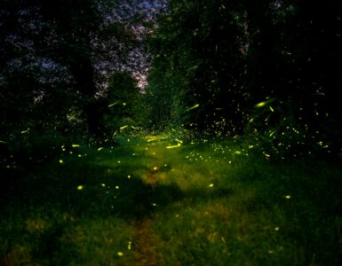 Fireflies glowing along a forest path on a summer night