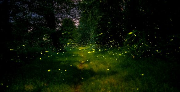 Fireflies glowing along a forest path on a summer night