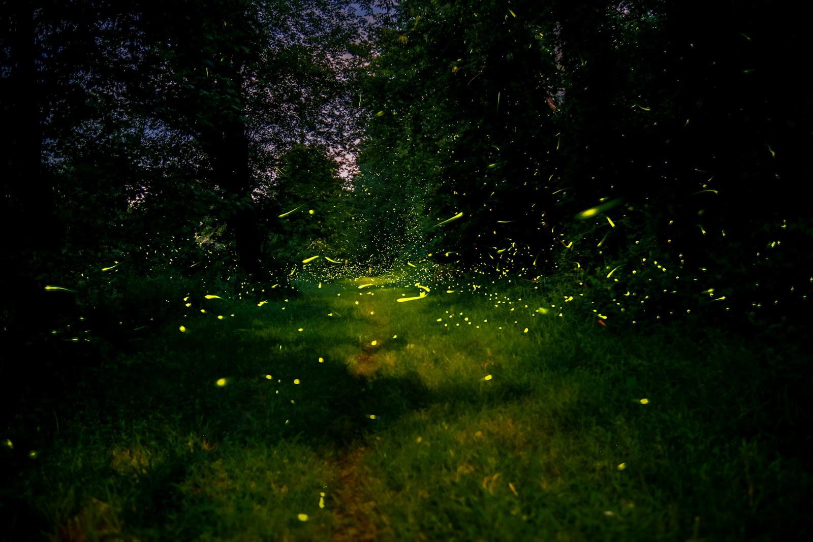 Fireflies glowing along a forest path on a summer night