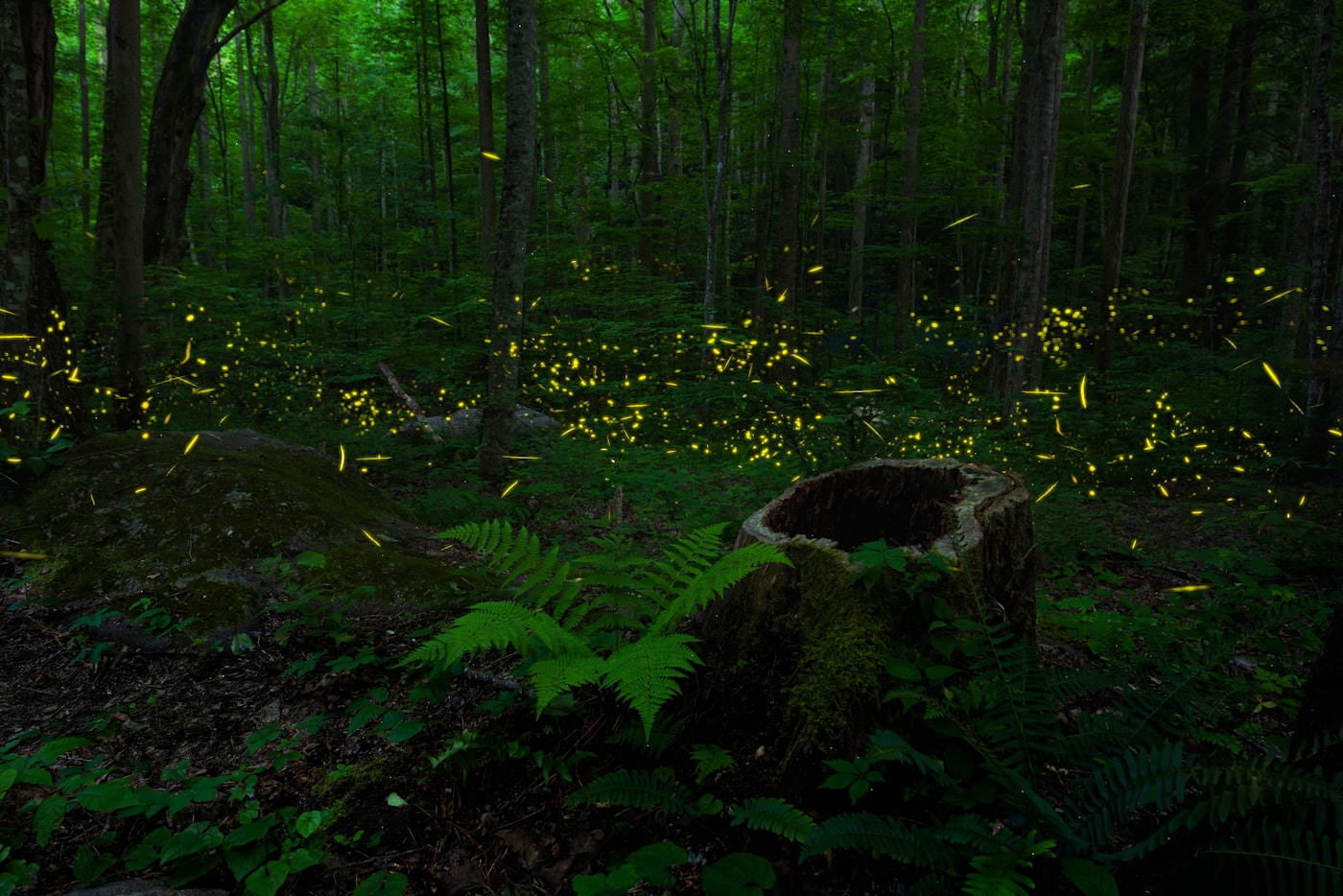 Fireflies illuminating ferns in a dark woodland