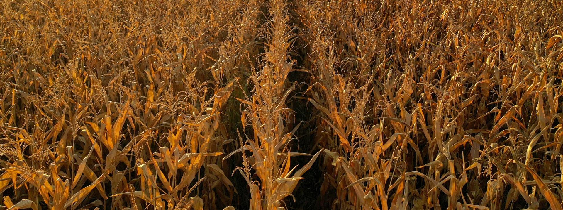 Rows of crops showing dryness and stress after a rapid loss of soil moisture.